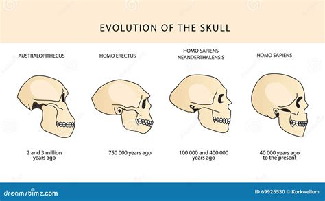 Evolution of the Skull. Human Skull. Australopithecus. Stock Vector ...