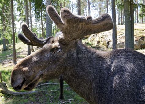 Male Moose with New Antlers Stock Image - Image of animal, antlers ...