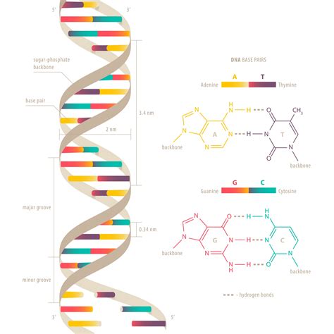 Dna Double Helix Structure Model