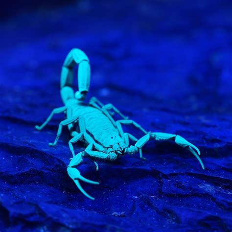 Scorpion Mother and Babies Glow in Brilliant Blues and Purples Under UV ...