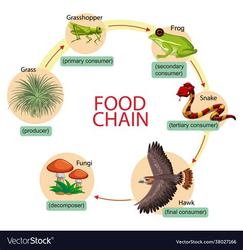 Diagram showing food chain Royalty Free Vector Image