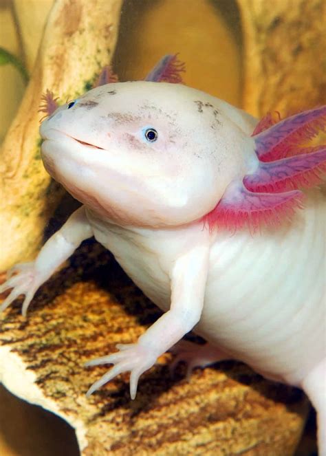 68 Axolotl Facts: Ultimate Guide to the Adorable Mexican Walking Fish ...