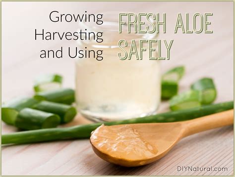 Aloe Vera Uses: How to Grow and Use Fresh Aloe Plants