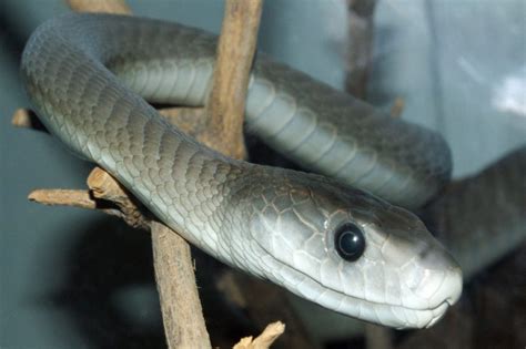 Black Mamba Facts, Pictures & Information. Venomous African Snake