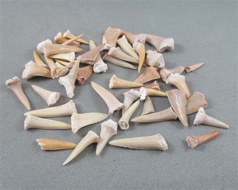 Sand Shark Teeth 20 Grams T566 – Ye Olde Rock Shop