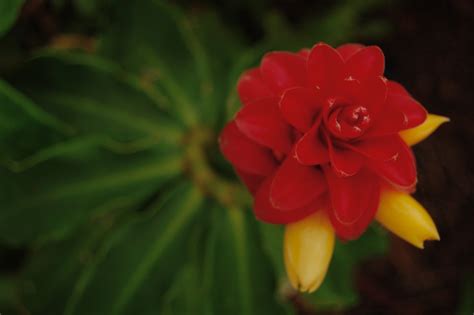 Brisbane Daily Photo : Red Flowering Ginger