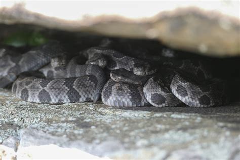 Baby Timber Rattlesnake Identification