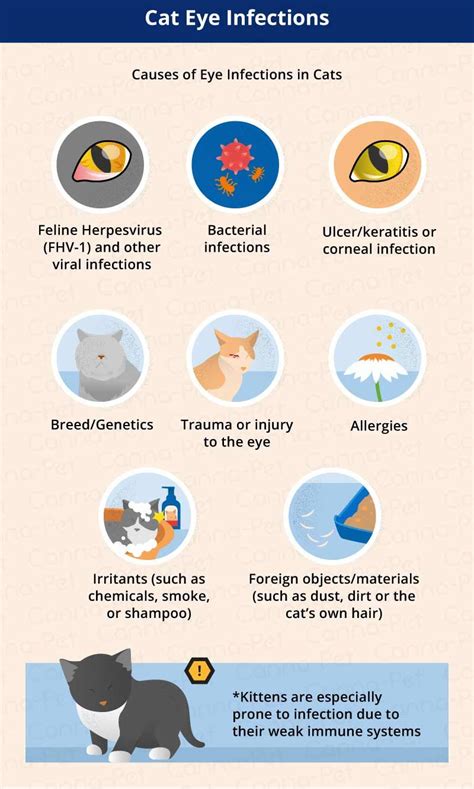 Cat Eye Infection: Recognize the Signs | Canna-Pet | Cat eye infection ...