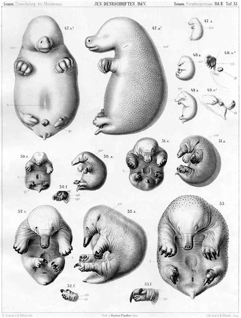 Short-beaked echidna development — Comparative Brain Anatomy