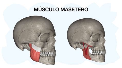 MÚSCULO MASETERO Anatomía - YouTube