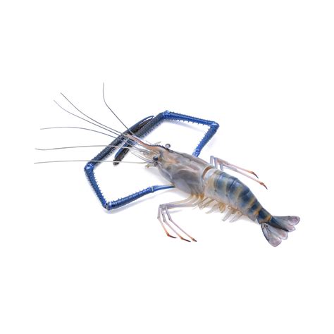 Freshwater Shrimp - EURO USA