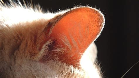 Cat Ear Infection Guide: How to Keep Your Feline Friend's Ears Healthy ...