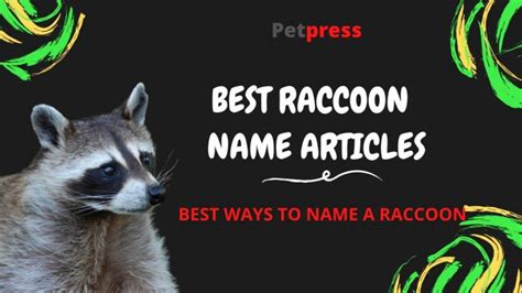 140 Best Pet Raccoon Names (Cute, Funny, & Famous Names)