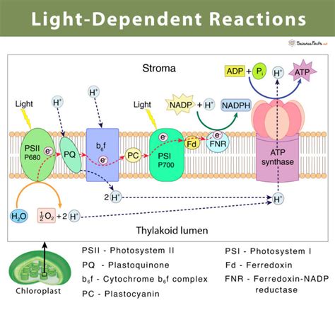 Light-Dependent Reaction: Definition, Diagrams, and Products