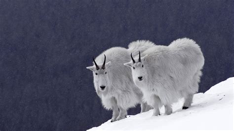 Fond d'écran : blanc, Monochrome, la nature, neige, hiver, mouton ...