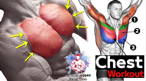 Best 6 Chest Workout - Full Exercises | Maniac Muscle | Barbell ...