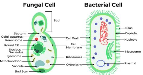 Fungal Cell Diagram