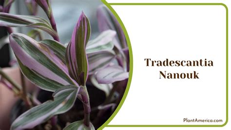 10 Wandering Jew Varieties: Gorgeous Collector Must-Haves - Plant America