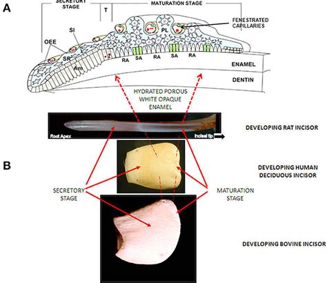 A) Diagram of enamel organ at each stage of development. OEE; Outer ...