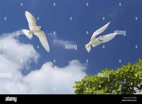 Flying Fairy Tern birds Stock Photo - Alamy