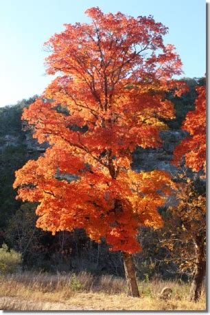 Lost Maples State Park - A camping trip to experience the fall colors ...