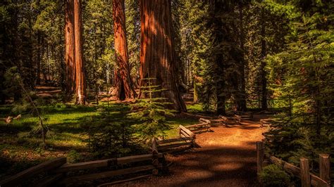 Sequoia National Park Wallpapers - 4k, HD Sequoia National Park ...