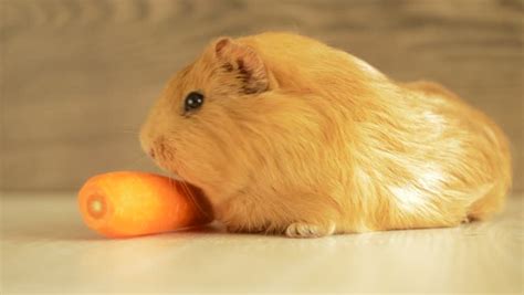 Guinea Pig Golden Eats Carrots Stock Footage Video 5375321 - Shutterstock