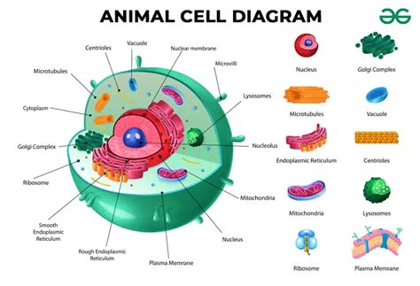 Animal Cell - Structure, Function, Diagram, and Types