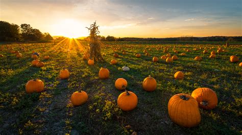 Pumpkin patch on a late afternoon in early autumn - Travel Tips ...