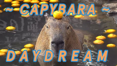 My Capybara Daydream - song - YouTube