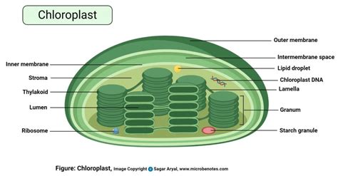 Plant Cell: Structure, Parts, Functions, Labeled Diagram