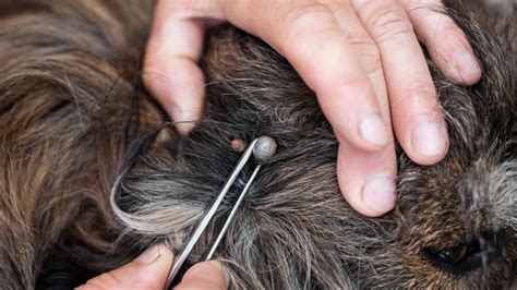 How to remove a tick from a dog quickly and effectively