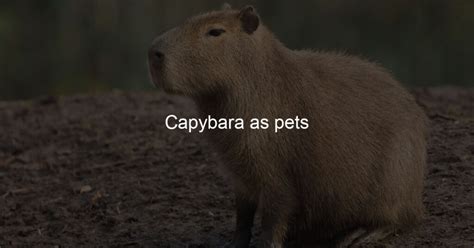 Capybara as pets - Capybara Lovers