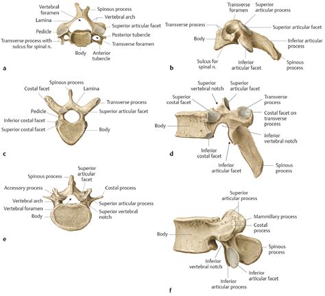 24 Anatomy and Craniocervical Junction | Radiology Key