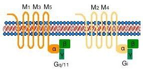 Acetylcholine Receptors (Muscarinic) | Sigma-Aldrich