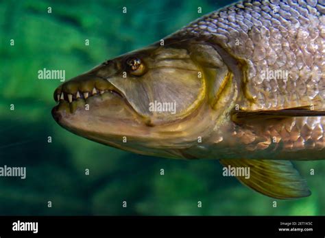 Tigerfish africa hi-res stock photography and images - Alamy