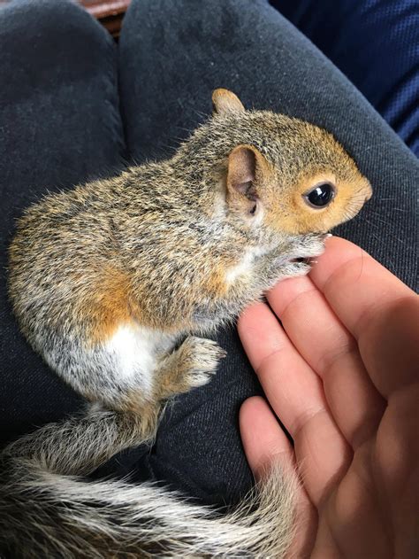 Found a baby squirrel! : r/aww