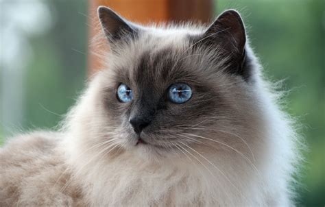 Birman Cat Breed (Characteristics, Temperaments, Cat Care)