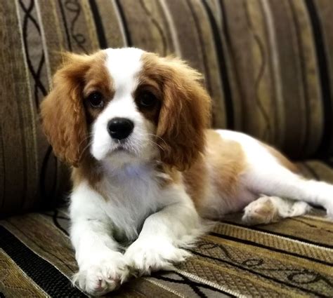 Trinity, the Cavalier King Charles Spaniel puppy for sale by Wuuff ...