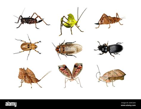 Insects of the jungle Cut Out Stock Images & Pictures - Alamy