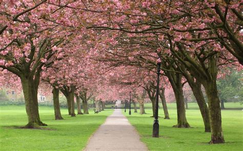 Cherry Blossom Desktop Wallpapers - Wallpaper Cave