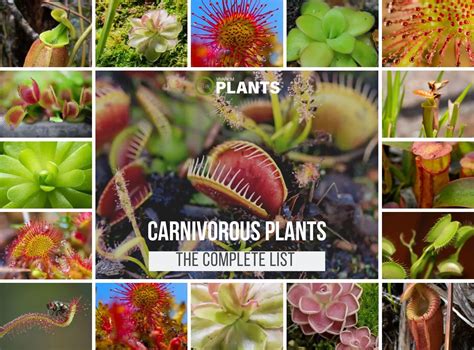 6 Exotic Carnivorous Terrarium Plants | Placement & Pictures