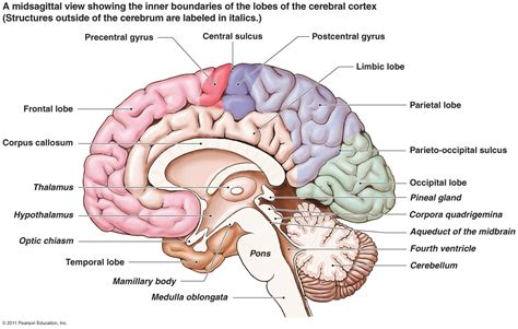 Your Brain: An Introduction to Its Anatomy – MGH MAPP