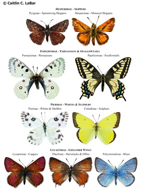 butterfly species - General Knowledge