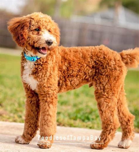 Parti Poodle: 17 Things to Know Before Getting a Parti Poodle