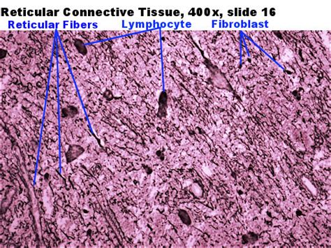 Reticular Connective Tissue