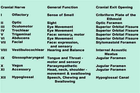 Cranial nerves | Anatomy | Pinterest