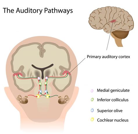 What Is the Medial Geniculate Nucleus? (with picture)