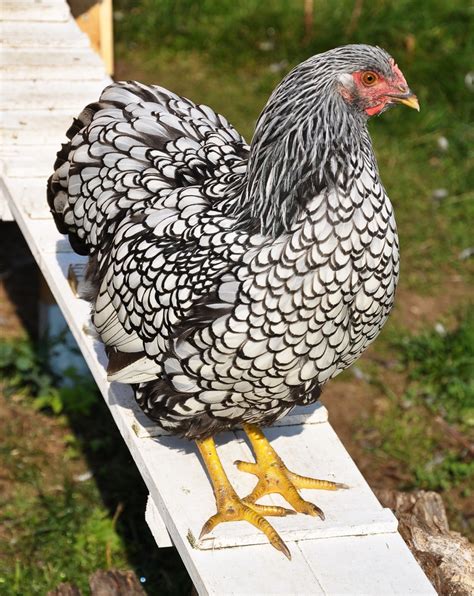 Wyandotte Chicken Breed Guide: Everything You Should Know