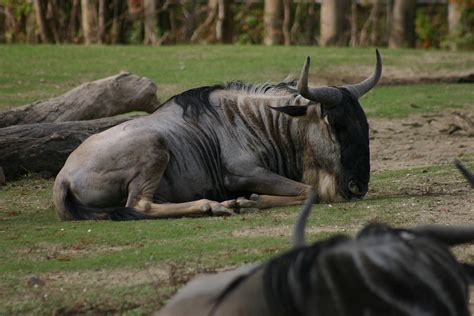 Animals of Audubon Zoo New Orleans Louisiana Photograph by Sean Gautreaux